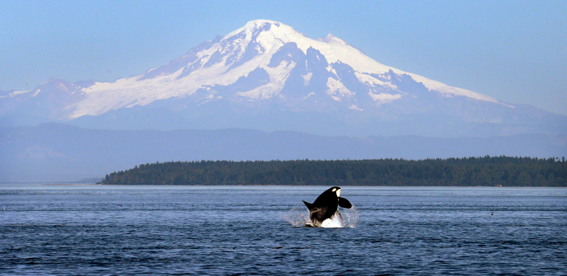 Salish Sea. AP